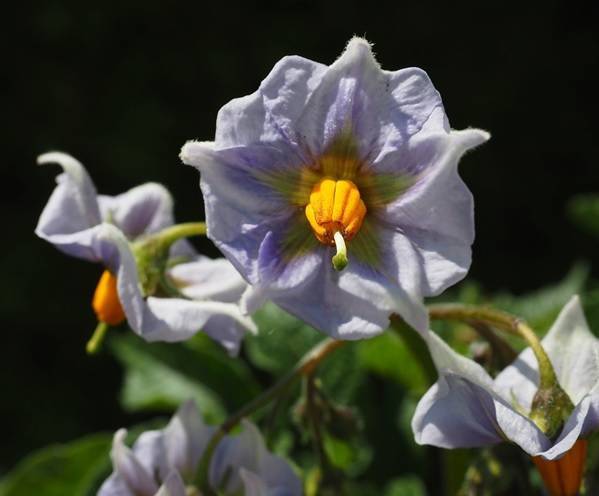 florpatata|tabla 1|tabla 2|tabla 2|fig.1|esquema 1|Tabla. IV resultados variedad|img|img.2|PORTADA